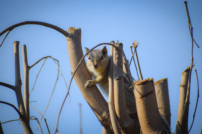 Low angle view of giraffe against clear sky