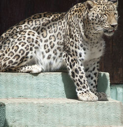 animal