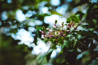 Close-up of flowering plant