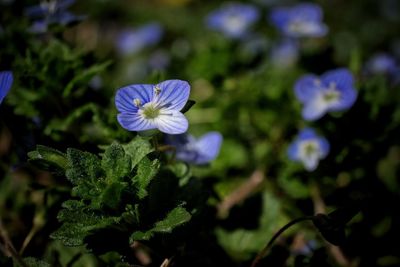 Close-up of purple flowering plant