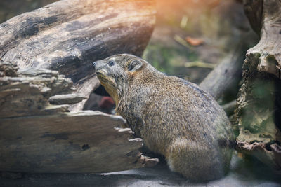 Close-up of hyrax by tree trunk