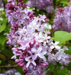 Close-up of pink flowers