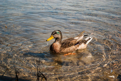 Duck swimming in lake