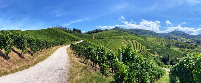 Panoramic view of vineyard against sky