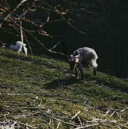Sheep grazing on field
