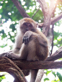 Monkey sitting on tree