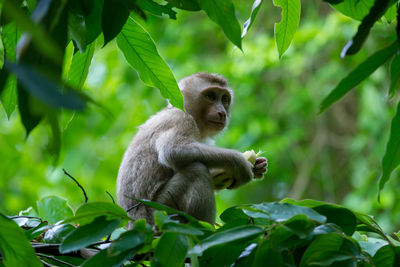 Monkey sitting on tree