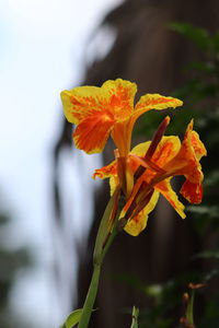 Close-up of yellow flowering plant