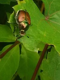 Close-up of insect on leaf