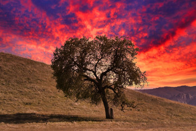 Tree on field against orange sky