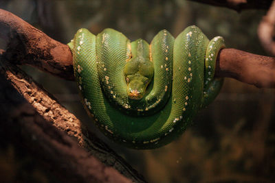 Green python on the branch