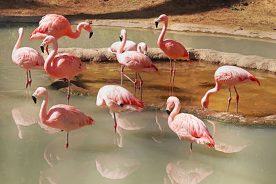 Group of pink flamingos in lake