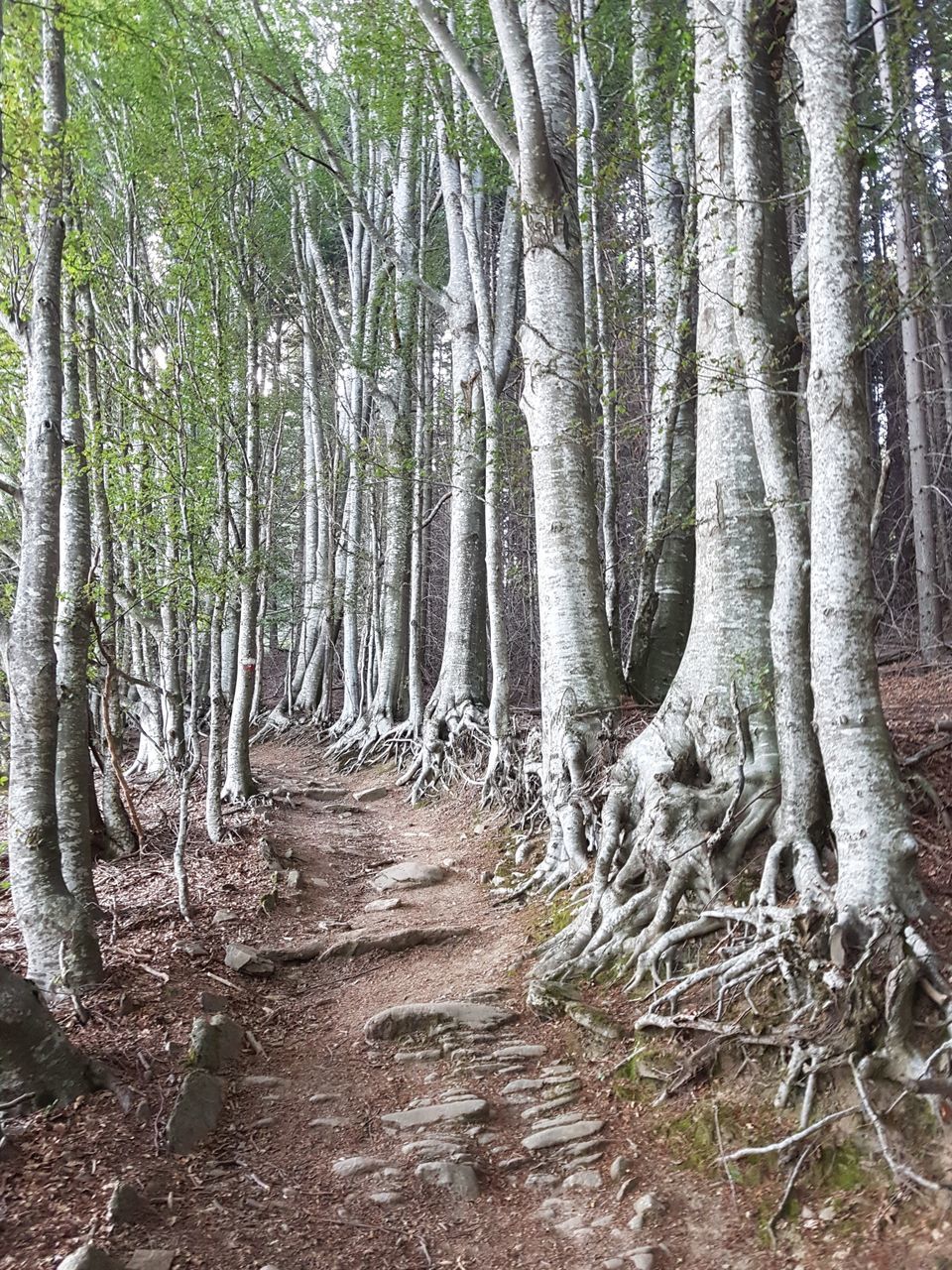 tree, nature, forest, tree trunk, tranquility, beauty in nature, no people, tranquil scene, scenics, outdoors, day, growth, sky