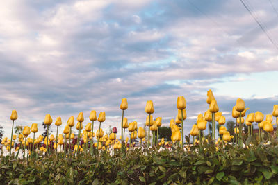 Close-up of yellow flowers growing in field against sky