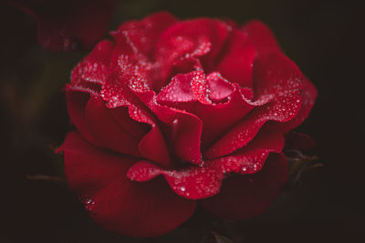 Close-up of wet red rose