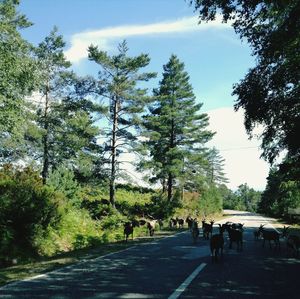 People walking on road amidst trees against sky