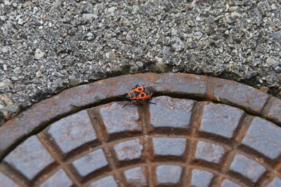 Close-up of lizard on ground