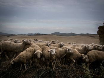 Sheep grazing on field