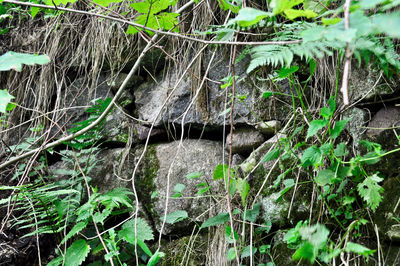 Close-up of plants growing on field