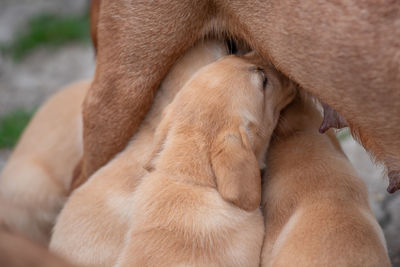 Close-up of puppies suckling