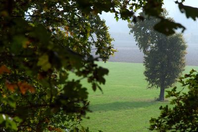 Trees on field against sky