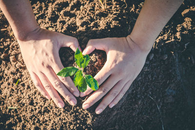 High angle view of hand holding plant