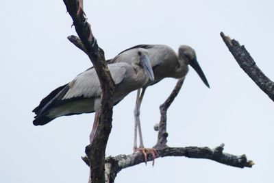 Low angle view of bird perching on tree against sky