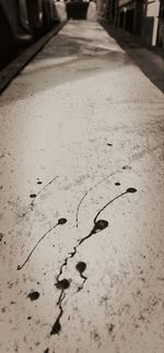 Close-up of plant against white background