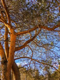 Low angle view of tree against sky