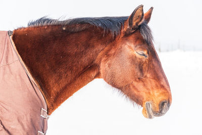 A portrait of a sleeping horse dressed in a rug - a covering that protects the horse from the cold.