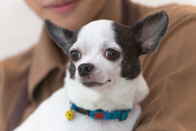 Worried chihuahua dog in the hug of a woman