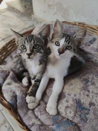 High angle view of cats resting