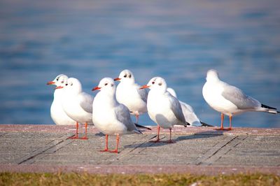 Seagulls perching on sea shore