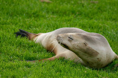 View of a sleeping resting on grassy field