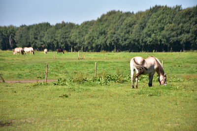 Cows grazing on field