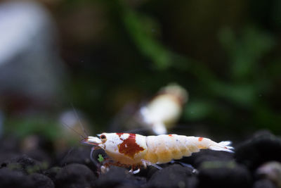 Close-up of crab on leaf