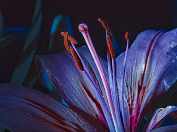 Close-up of purple lily