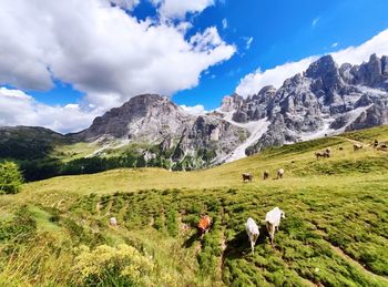 View of cows grazing in field against mountains