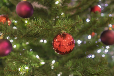 Close-up of christmas tree