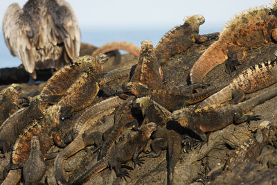 Portrait of the marine iguana in galapagos