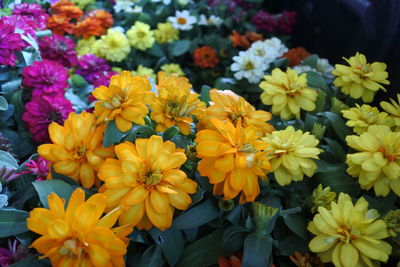 Close-up of yellow flowering plants