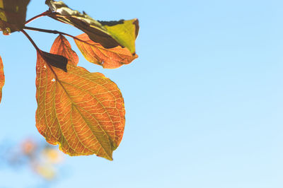 Low angle view of orange leaf against clear blue sky