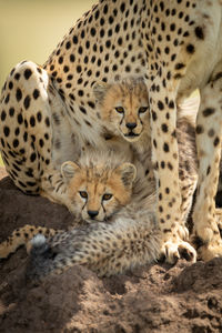 Cheetah on field