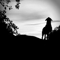 Low angle view of silhouette dog against sky