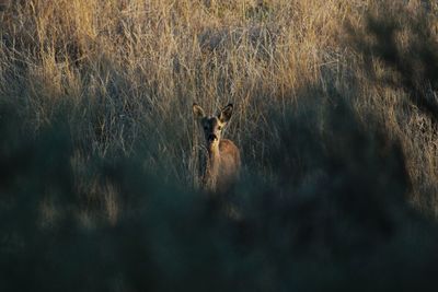 View of deer on field