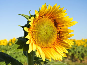 Sunflower head facing the sun