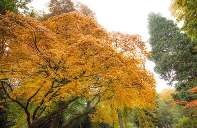 Low angle view of trees against sky during autumn