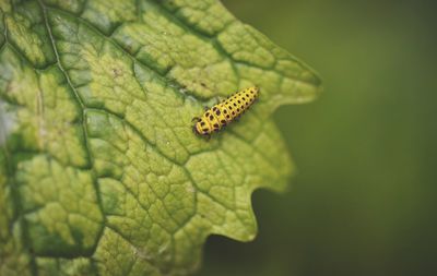 Close-up of insect on leaf