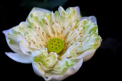 Close-up of white flower against black background