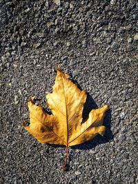 Close-up of yellow maple leaf on street